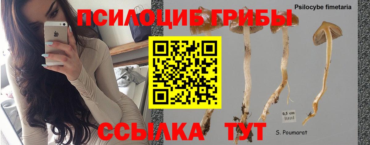 Видное  Псилоцибиновые грибы MAGIC MUSHROOMS  Вход с VPN 